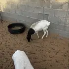 برابر للبييع