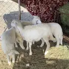 بهم شعره وأطراف