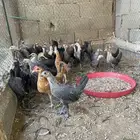 فراريج مشكل