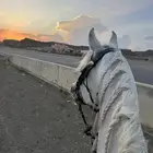 حصان مصري بيور