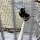 طيور بنقليز