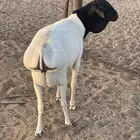للبيع بربري