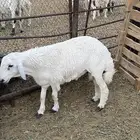 خرفان للبيع
