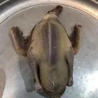 فروخ حمام زغاليل