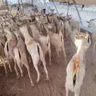 تيوس صومالية جملة وتفريد باسعار طيبة