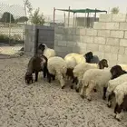 نعيمي