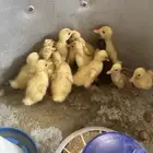 موجود الصيصان بط بكيني بط مصري