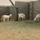 عنز يتبعها مشروكه للبيع