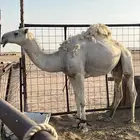 عرض لكم قعود اصله صاهود
