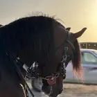 عسف خيل وتجهيزها للشتاء