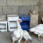 دجاج فارسي حجازي