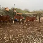 4خبيش بفحلها مراح واحد بقر بلدي