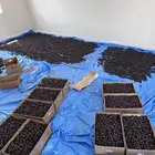 تمر صفاوي للبيع