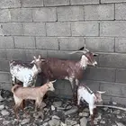 غنم منتيج