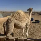 بكره العمر 8 شهور
