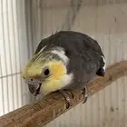ذكر كروان