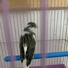 عدد ( 2 ) ذكور كناري تغريد شرط من انتاجي