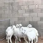 بهم حري