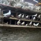 حمام الفرنسي