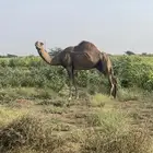 ناقة ساحلية حمراء