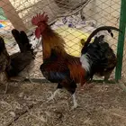 طقم دجاج عربي فري