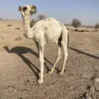 حاشي تربيه