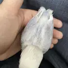 تم البيع
