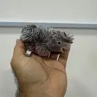 فرخ كوكاتو قالا العمر شهر ( تم البيع )