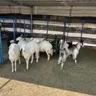 طليان ورخال وطليان سواكن ( البيع تفريد )