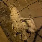 زوج ماعز هولندي مهجن 7سلالات نادر