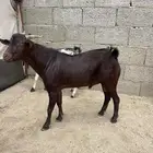 تيس احص