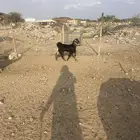 تيس فحل احوا مشروط اجم