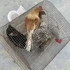دجاج بلدي ودجاج كويتي