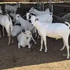 خرفان بربري وتيوس صومالي