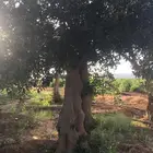 شجر زيتون ومعمر