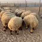 ذبايح