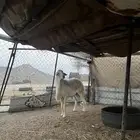 فحل مشروط للبيع