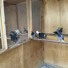 حمام قلاب قطيفي