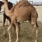 قعدان طيبات