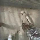 زوج كروان جواهز مميز