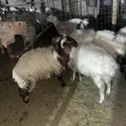 نعيمي جذع مقفل شحم ولحم وذبيحه تبيض الوجه ( على الشرط )