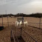 القنفذه قرية ام السلم