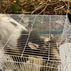 تيس قرم عمر 11 شهر