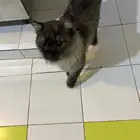 قطة شيرازيه ضايعه