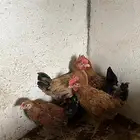 دجاج للبيع وديوك