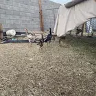 صيصان هندي