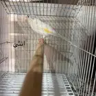 للبيع كناري اناثي وذكور منتجين