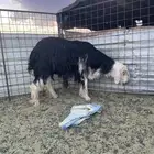 خروف سنه ثني صنف جبر طيب