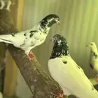 حمام