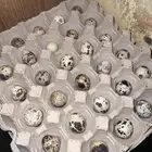 بيض سمان تجميع جديد